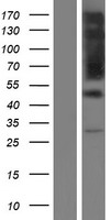 RUFY3 / RIPX Protein - Western validation with an anti-DDK antibody * L: Control HEK293 lysate R: Over-expression lysate