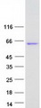 RUFY3 / RIPX Protein - Purified recombinant protein RUFY3 was analyzed by SDS-PAGE gel and Coomassie Blue Staining