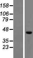 RUFY4 Protein - Western validation with an anti-DDK antibody * L: Control HEK293 lysate R: Over-expression lysate