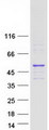 RUFY4 Protein - Purified recombinant protein RUFY4 was analyzed by SDS-PAGE gel and Coomassie Blue Staining
