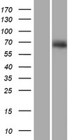 RUNDC1 Protein - Western validation with an anti-DDK antibody * L: Control HEK293 lysate R: Over-expression lysate