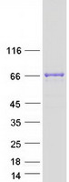 RUNDC1 Protein - Purified recombinant protein RUNDC1 was analyzed by SDS-PAGE gel and Coomassie Blue Staining