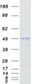 RUNDC3A Protein - Purified recombinant protein RUNDC3A was analyzed by SDS-PAGE gel and Coomassie Blue Staining