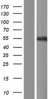 RUNDC3B Protein - Western validation with an anti-DDK antibody * L: Control HEK293 lysate R: Over-expression lysate