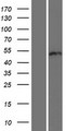 RUNDC3B Protein - Western validation with an anti-DDK antibody * L: Control HEK293 lysate R: Over-expression lysate