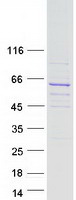 RUNDC3B Protein - Purified recombinant protein RUNDC3B was analyzed by SDS-PAGE gel and Coomassie Blue Staining