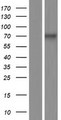 RUNX1T1 / ETO Protein - Western validation with an anti-DDK antibody * L: Control HEK293 lysate R: Over-expression lysate