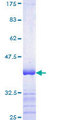 RUNX1T1 / ETO Protein - 12.5% SDS-PAGE Stained with Coomassie Blue.