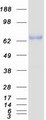 RUNX1T1 / ETO Protein - Purified recombinant protein RUNX1T1 was analyzed by SDS-PAGE gel and Coomassie Blue Staining