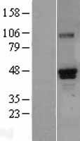 RUNX3 Protein - Western validation with an anti-DDK antibody * L: Control HEK293 lysate R: Over-expression lysate