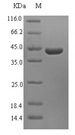 RUNX3 Protein - (Tris-Glycine gel) Discontinuous SDS-PAGE (reduced) with 5% enrichment gel and 15% separation gel.