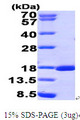 RUNX3 Protein