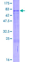 RUSC1 Protein - 12.5% SDS-PAGE of human RUSC1 stained with Coomassie Blue