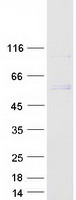 RUSC1 Protein - Purified recombinant protein RUSC1 was analyzed by SDS-PAGE gel and Coomassie Blue Staining