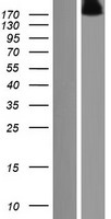 RUSC2 Protein - Western validation with an anti-DDK antibody * L: Control HEK293 lysate R: Over-expression lysate
