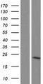 RWDD1 Protein - Western validation with an anti-DDK antibody * L: Control HEK293 lysate R: Over-expression lysate
