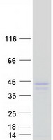 RWDD2B / C21orf6 Protein - Purified recombinant protein RWDD2B was analyzed by SDS-PAGE gel and Coomassie Blue Staining
