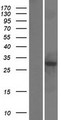 RWDD3 Protein - Western validation with an anti-DDK antibody * L: Control HEK293 lysate R: Over-expression lysate