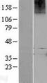 RXFP1/ LGR7 Protein - Western validation with an anti-DDK antibody * L: Control HEK293 lysate R: Over-expression lysate