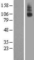 RXFP2 / LGR8 Protein - Western validation with an anti-DDK antibody * L: Control HEK293 lysate R: Over-expression lysate