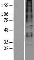 RXFP3 Protein - Western validation with an anti-DDK antibody * L: Control HEK293 lysate R: Over-expression lysate
