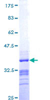 RXFP3 Protein - 12.5% SDS-PAGE Stained with Coomassie Blue.
