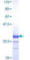 RXRG Protein - 12.5% SDS-PAGE Stained with Coomassie Blue.
