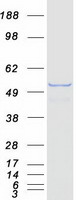 RXRG Protein - Purified recombinant protein RXRG was analyzed by SDS-PAGE gel and Coomassie Blue Staining