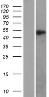 RXTA / RXR-Alpha Protein - Western validation with an anti-DDK antibody * L: Control HEK293 lysate R: Over-expression lysate