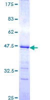 RXTA / RXR-Alpha Protein - 12.5% SDS-PAGE Stained with Coomassie Blue.
