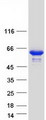 RXTA / RXR-Alpha Protein - Purified recombinant protein RXRA was analyzed by SDS-PAGE gel and Coomassie Blue Staining