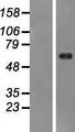 RYK Protein - Western validation with an anti-DDK antibody * L: Control HEK293 lysate R: Over-expression lysate