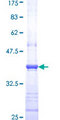 RYK Protein - 12.5% SDS-PAGE Stained with Coomassie Blue.