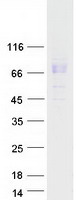 RYK Protein - Purified recombinant protein RYK was analyzed by SDS-PAGE gel and Coomassie Blue Staining