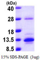 S100A10 Protein