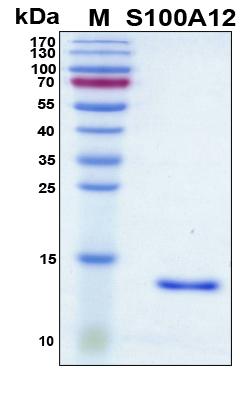 S100A12 Protein