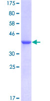S100A13 Protein - 12.5% SDS-PAGE of human S100A13 stained with Coomassie Blue