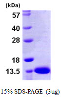 S100A13 Protein