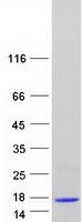 S100A13 Protein - Purified recombinant protein S100A13 was analyzed by SDS-PAGE gel and Coomassie Blue Staining