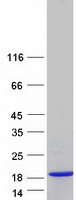 S100A13 Protein - Purified recombinant protein S100A13 was analyzed by SDS-PAGE gel and Coomassie Blue Staining