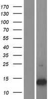 S100A16 Protein - Western validation with an anti-DDK antibody * L: Control HEK293 lysate R: Over-expression lysate