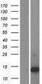 S100A16 Protein - Western validation with an anti-DDK antibody * L: Control HEK293 lysate R: Over-expression lysate