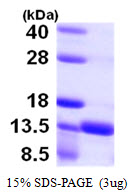 S100A16 Protein