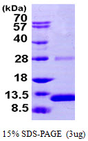 S100A2 Protein