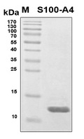 S100A4 / FSP1 Protein