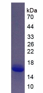 S100A6 / Calcyclin Protein - Active S100 Calcium Binding Protein A6 (S100A6) by SDS-PAGE