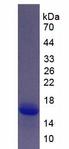 S100A6 / Calcyclin Protein - Active S100 Calcium Binding Protein A6 (S100A6) by SDS-PAGE