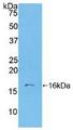 S100A6 / Calcyclin Protein - Active S100 Calcium Binding Protein A6 (S100A6) by WB