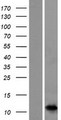 S100A7A / S100A15 Protein - Western validation with an anti-DDK antibody * L: Control HEK293 lysate R: Over-expression lysate