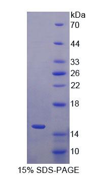 S100A7A / S100A15 Protein - Recombinant S100 Calcium Binding Protein A15 By SDS-PAGE